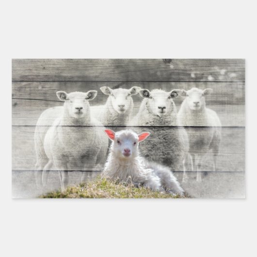 Sheep Flock Baby Lamb Rechteckiger Aufkleber (Vorderseite)