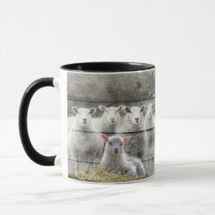 Sheep Flock Baby Lamb Tasse