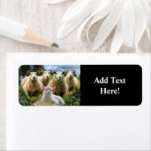 Sheep Flock Sheep Herd Baby Lamb (Insitu)