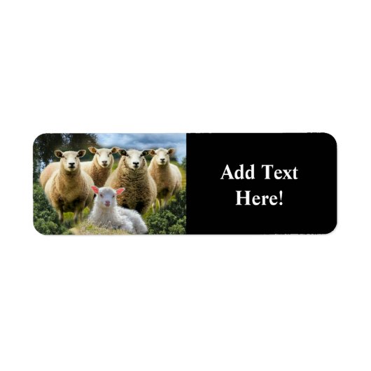 Sheep Flock Sheep Herd Baby Lamb (Vorne)