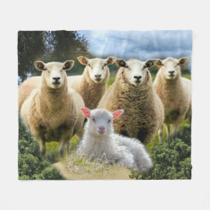 Sheep Flock Sheep Herd Baby Lamb Fleecedecke