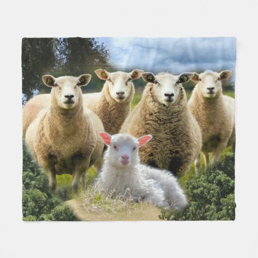 Sheep Flock Sheep Herd Baby Lamb Fleecedecke (Vorderseite (Horizontal))