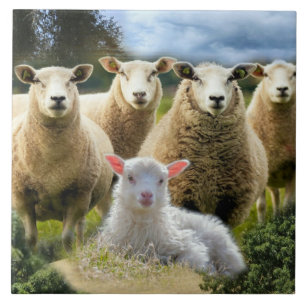 Sheep Flock Sheep Herd Baby Lamb Fliese