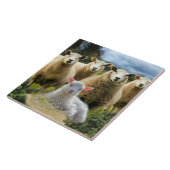 Sheep Flock Sheep Herd Baby Lamb Fliese (Seite)