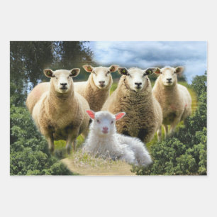 Sheep Flock Sheep Herd Baby Lamb Geschenkpapier Set