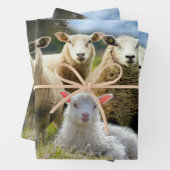 Sheep Flock Sheep Herd Baby Lamb Geschenkpapier Set (Beispiel)