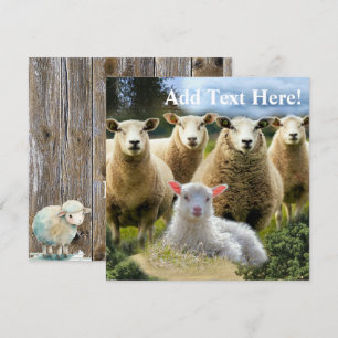 Sheep Flock Sheep Herd Baby Lamb Karte