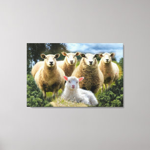 Sheep Flock Sheep Herd Baby Lamb Leinwanddruck