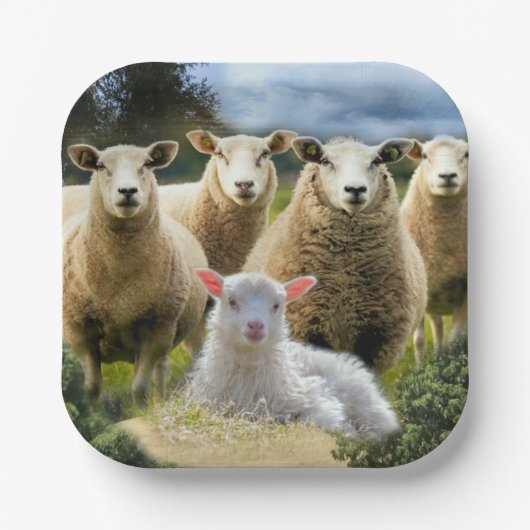 Sheep Flock Sheep Herd Baby Lamb Pappteller (Vorderseite)