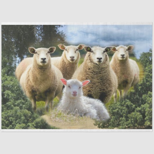 Sheep Flock Sheep Herd Baby Lamb Seidenpapier (Vorderseite)