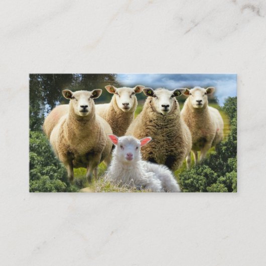 Sheep Flock Sheep Herd Baby Lamb Visitenkarte (Vorderseite)