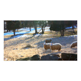 Sheep Foto Print