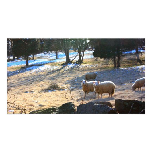 Sheep Foto Print (Vorne)