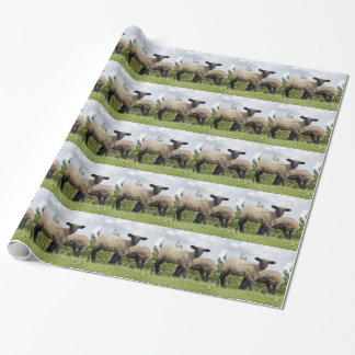 sheep geschenkpapier