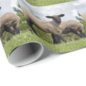 sheep geschenkpapier (Rolleneckpunkt)