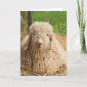 Sheep Goat Puff Funny Holen Sie sich Well Card Karte (Vorderseite)