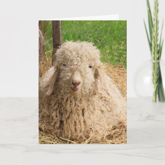 Sheep Goat Puff Funny Holen Sie sich Well Card Karte (Vorderseite)