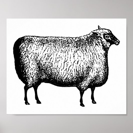 Sheep Gravur Print Poster (Vorne)