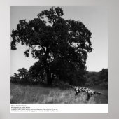 Sheep, Hopland Station, von Ansel Adams Poster (Vorne)