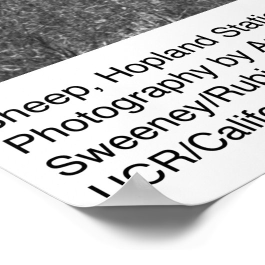 Sheep, Hopland Station, von Ansel Adams Poster (Ecke)