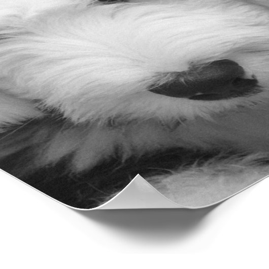 Sheep Hund Foto Poster Print (Ecke)