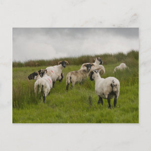 sheep.jpg postkarte