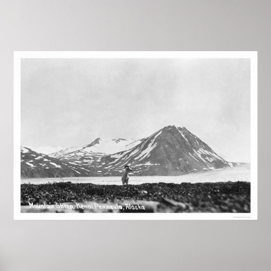 Sheep Kenai Halbinsel Alaska 1912 Poster (Vorne)