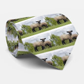 sheep krawatte (Gerollt)