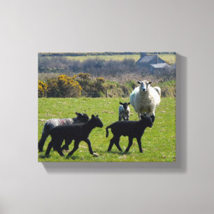 Sheep Lambs Bodmin Moor Cornwall England Leinwanddruck