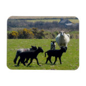 Sheep Lambs Bodmin Moor Cornwall England Magnet (Horizontal)