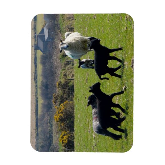 Sheep Lambs Bodmin Moor Cornwall England Magnet (Vertikal)