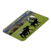 Sheep Lambs Bodmin Moor Cornwall England Magnet (Linke Seite)