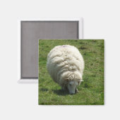 Sheep Magnet (Vorderseite/Rückseite)