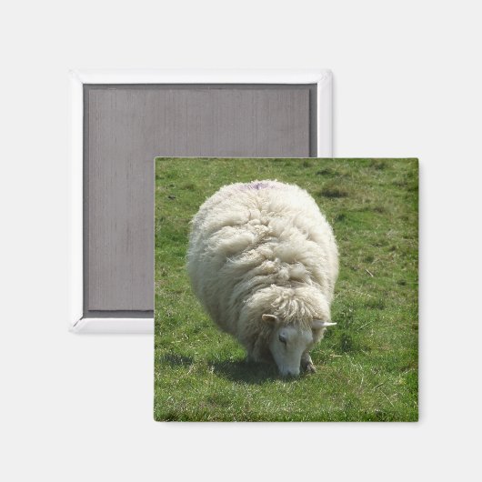 Sheep Magnet (Vorderseite/Rückseite)