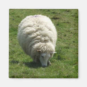 Sheep Magnet