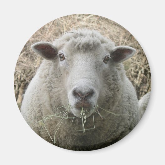 Sheep Magnet (Vorne)