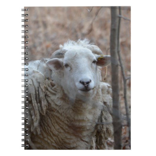 Sheep-Notebook Notizblock (Vorderseite)