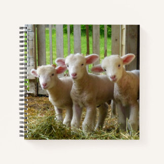 Sheep-Notebook Notizbuch