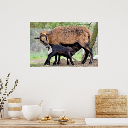 Sheep on Cameroun and lamb suckling Poster (Küche)