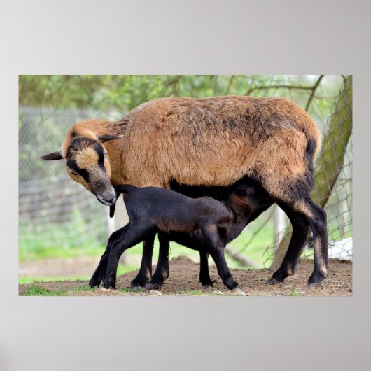 Sheep on Cameroun and lamb suckling Poster (Vorne)