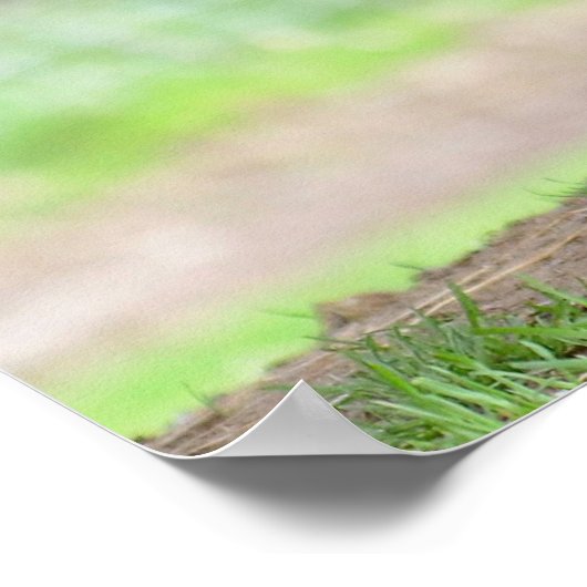 Sheep on Cameroun and lamb suckling Poster (Ecke)