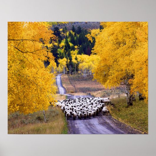 Sheep on Country Road Poster (Vorne)