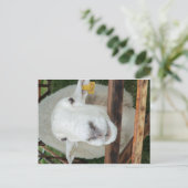 Sheep Portrait Postkarte (Stehend Vorderseite)