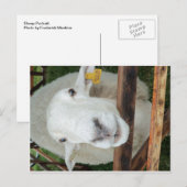 Sheep Portrait Postkarte (Vorne/Hinten)