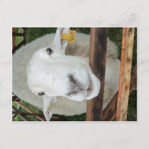Sheep Portrait Postkarte