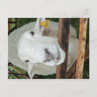 Sheep Portrait Postkarte