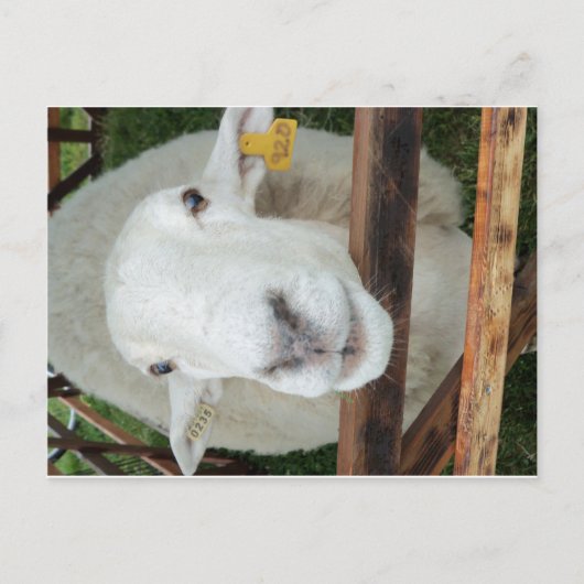 Sheep Portrait Postkarte (Vorderseite)