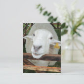 Sheep Portrait Postkarte (Stehend Vorderseite)