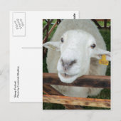 Sheep Portrait Postkarte (Vorne/Hinten)