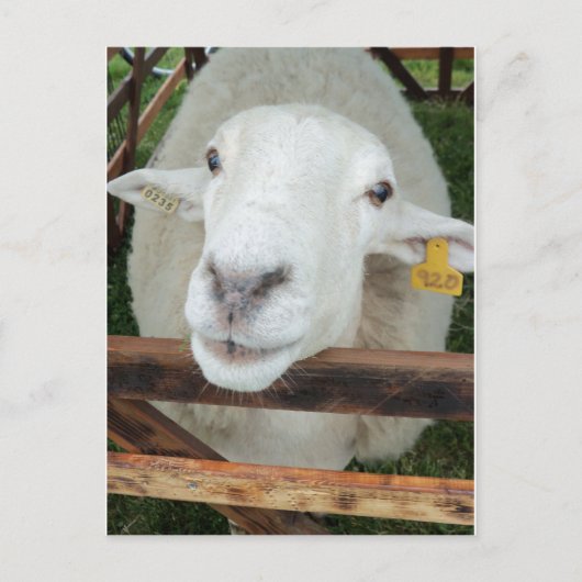 Sheep Portrait Postkarte (Vorderseite)